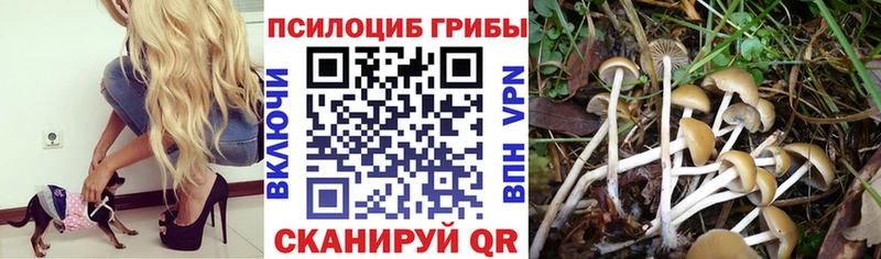 Купить где  Северо-Курильск  Галлюциногенные грибы Psilocybine cubensis 